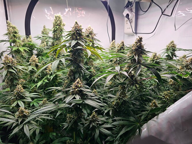 Growreport Bild 2