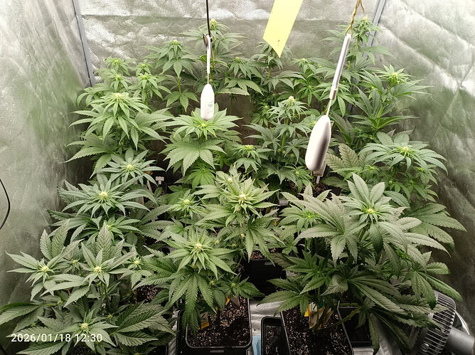 Growreport Bild 30