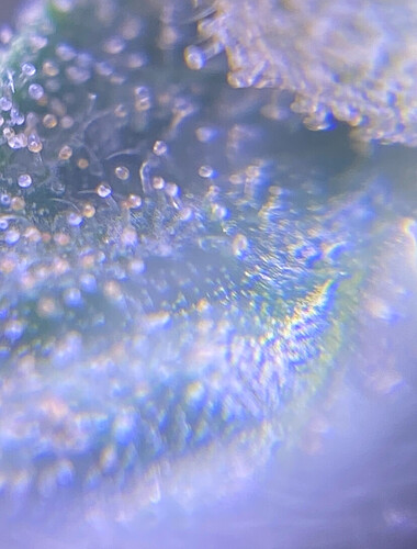 Growreport Bild 7