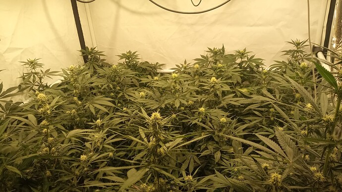Growreport Bild 13