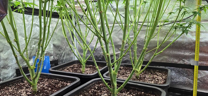 Growreport Bild 27