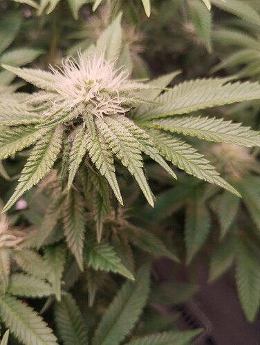 IMG_20250203_203717 - Kopie