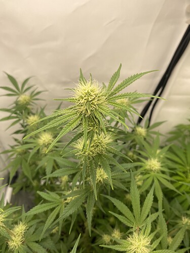 Growreport Bild 10