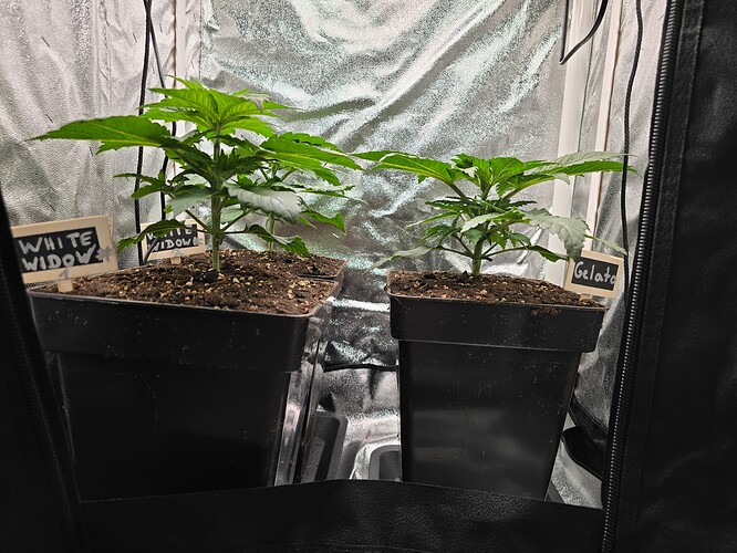 Growreport Bild 2