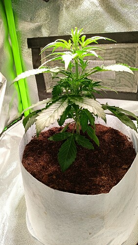 Growreport Bild 2