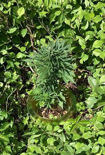 Jacky2-Cl-day 62