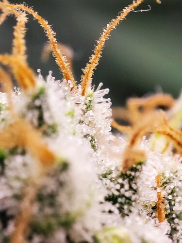 Growreport Bild 16