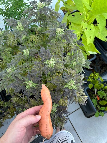 Growreport Bild 26