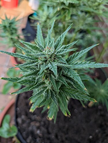 PXL_20240720_070126416