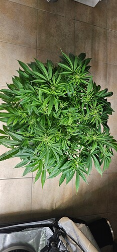 Growreport Bild 20