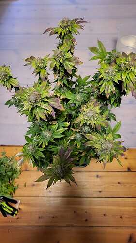 Growreport Bild 9