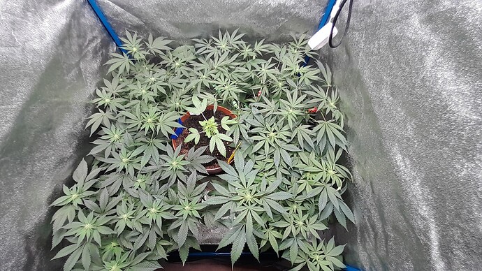 Growreport Bild 1
