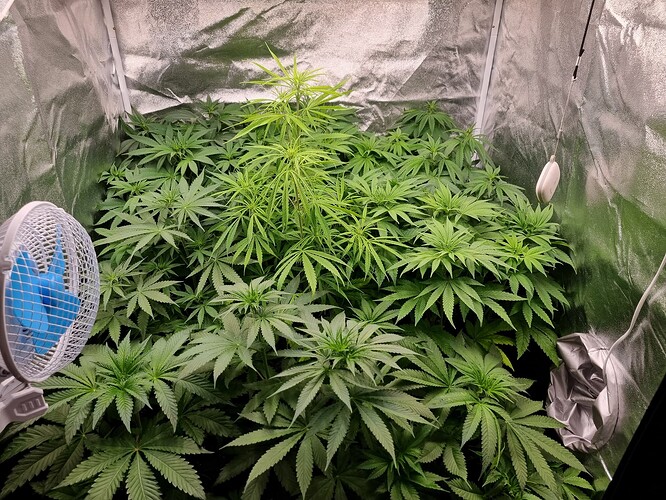 Mehrere Cannabispflanzen in einem Zelt, eine davon ist deutlich höher und zeigt Anzeichen von Streckung, während die anderen kompakter wachsen. Ein Ventilator ist links im Bild zu sehen.