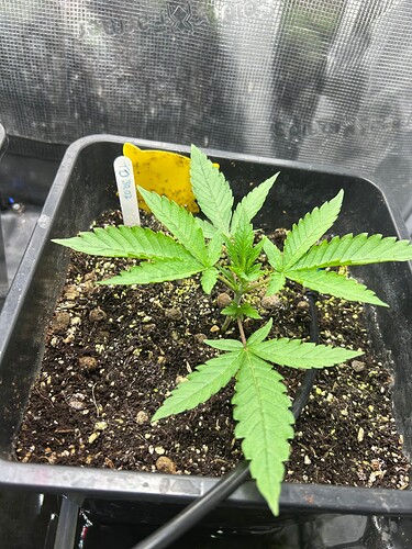 Growreport Bild 27