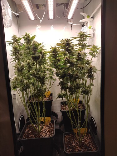 Growreport Bild 49