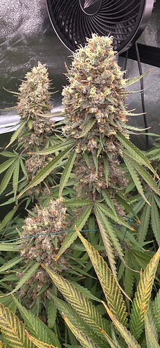 Growreport Bild 77