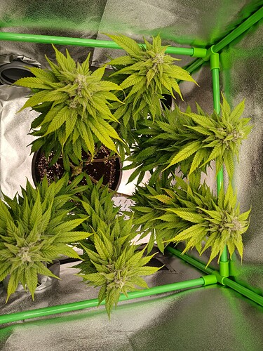 Growreport Bild 15