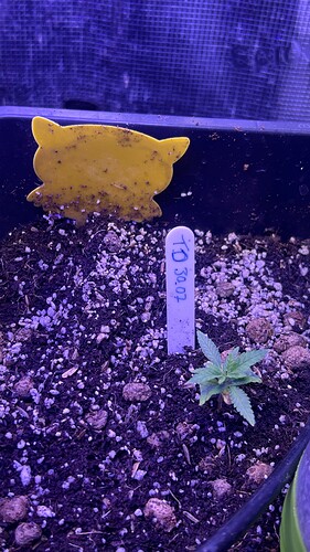 Growreport Bild 37