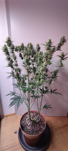 Growreport Bild 17