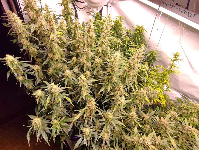 Growreport Bild 48