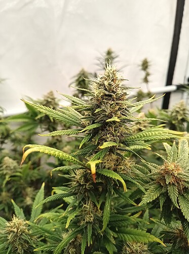 Growreport Bild 66
