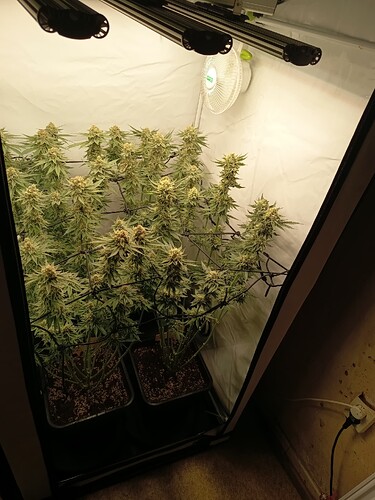 Growreport Bild 13