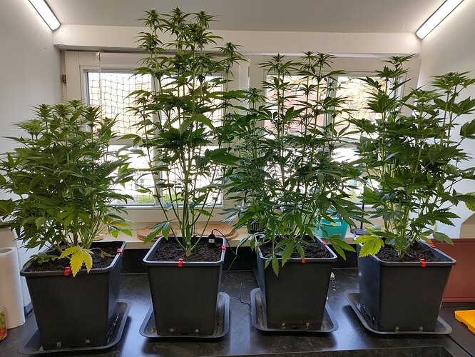 Growreport Bild 1