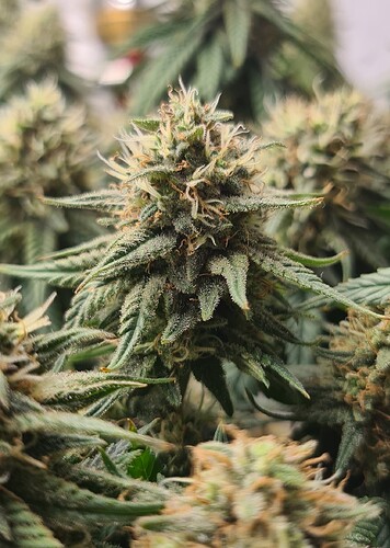 Growreport Bild 15