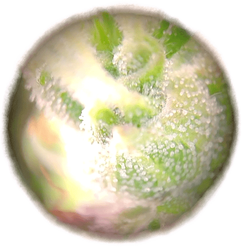 Growreport Bild 5