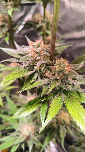Growreport Bild 4