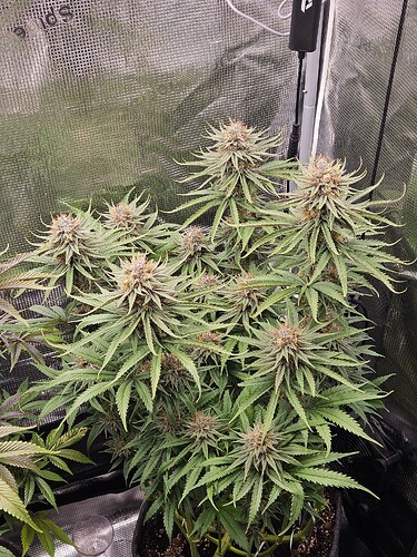 Growreport Bild 3
