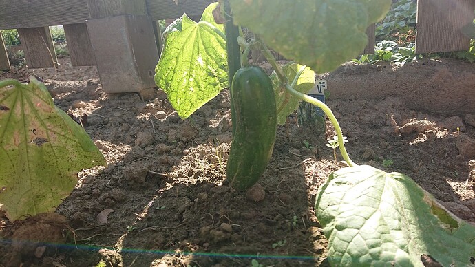 Growreport Bild 37