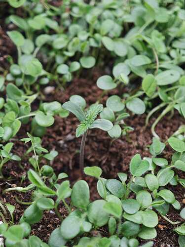Growreport Bild 3