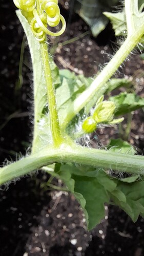 Growreport Bild 29