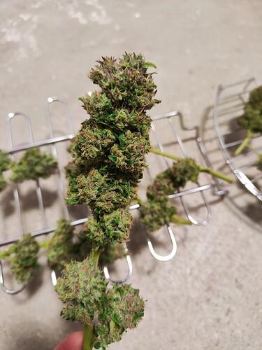 Growreport Bild 9
