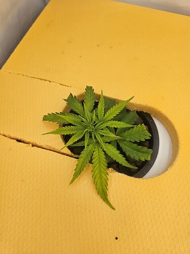 Growreport Bild 45