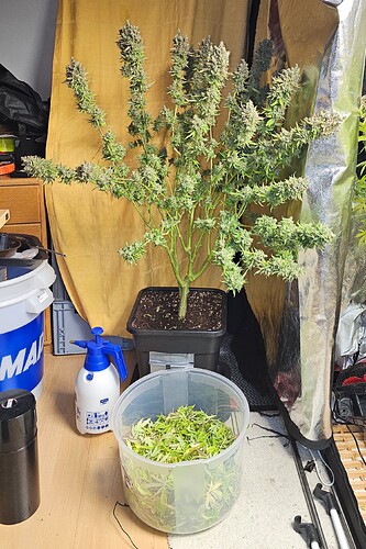 Growreport Bild 33