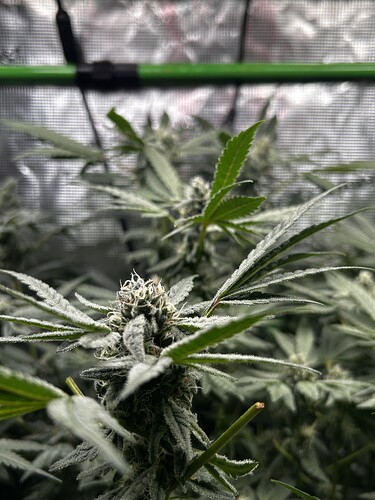 Growreport Bild 3