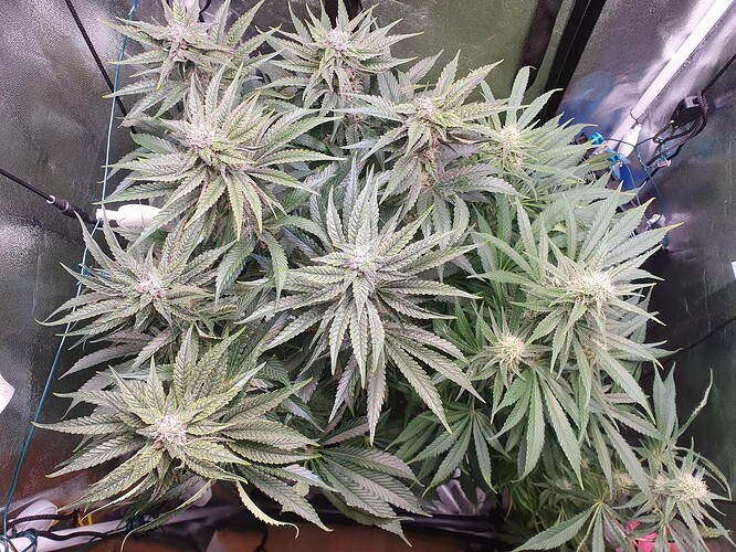 Growreport Bild 1