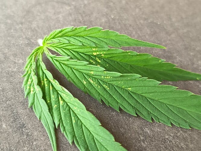 Growreport Bild 27
