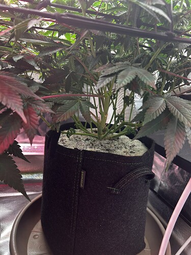 Growreport Bild 2
