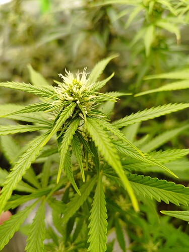 Eine Cannabis-Pflanze in der Blütephase mit deutlichen weißen Stigmen und grünen Blättern.