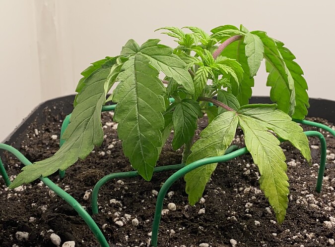 Growreport Bild 36