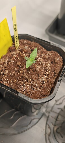Growreport Bild 7