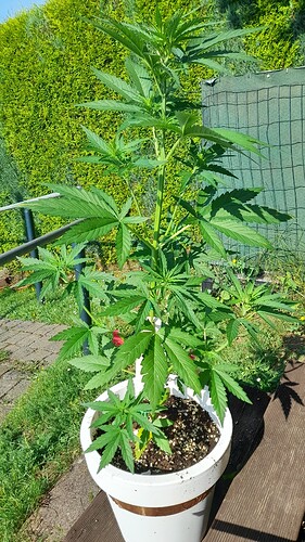Growreport Bild 8