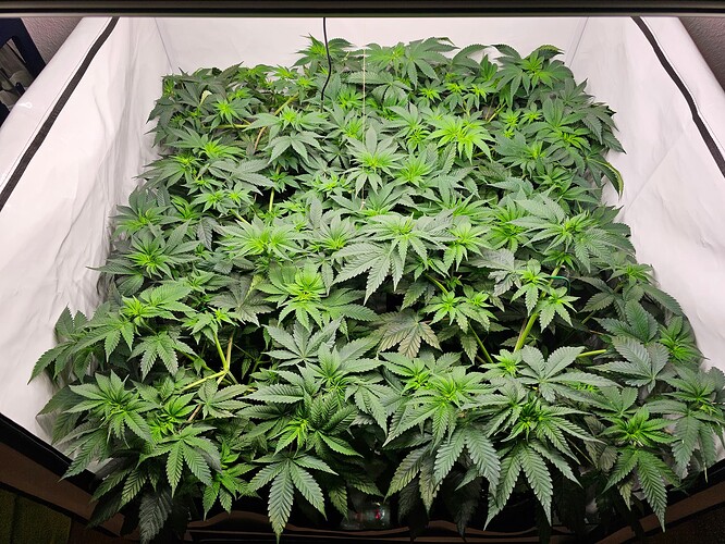 Growreport Bild 4