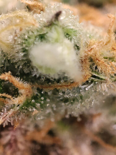 Growreport Bild 32