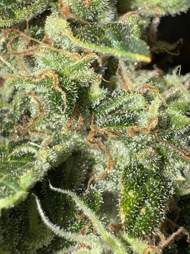 Growreport Bild 25