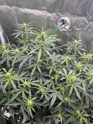Growreport Bild 3