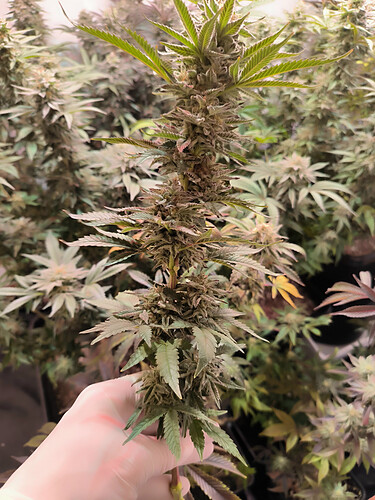 Growreport Bild 3
